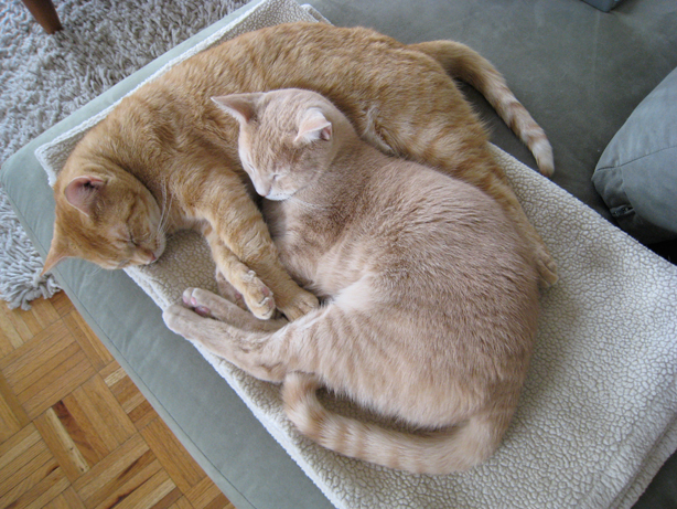 My amazing cats who remind me about the importance of relaxation.
